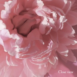 Watercolor Peony Wallpaper